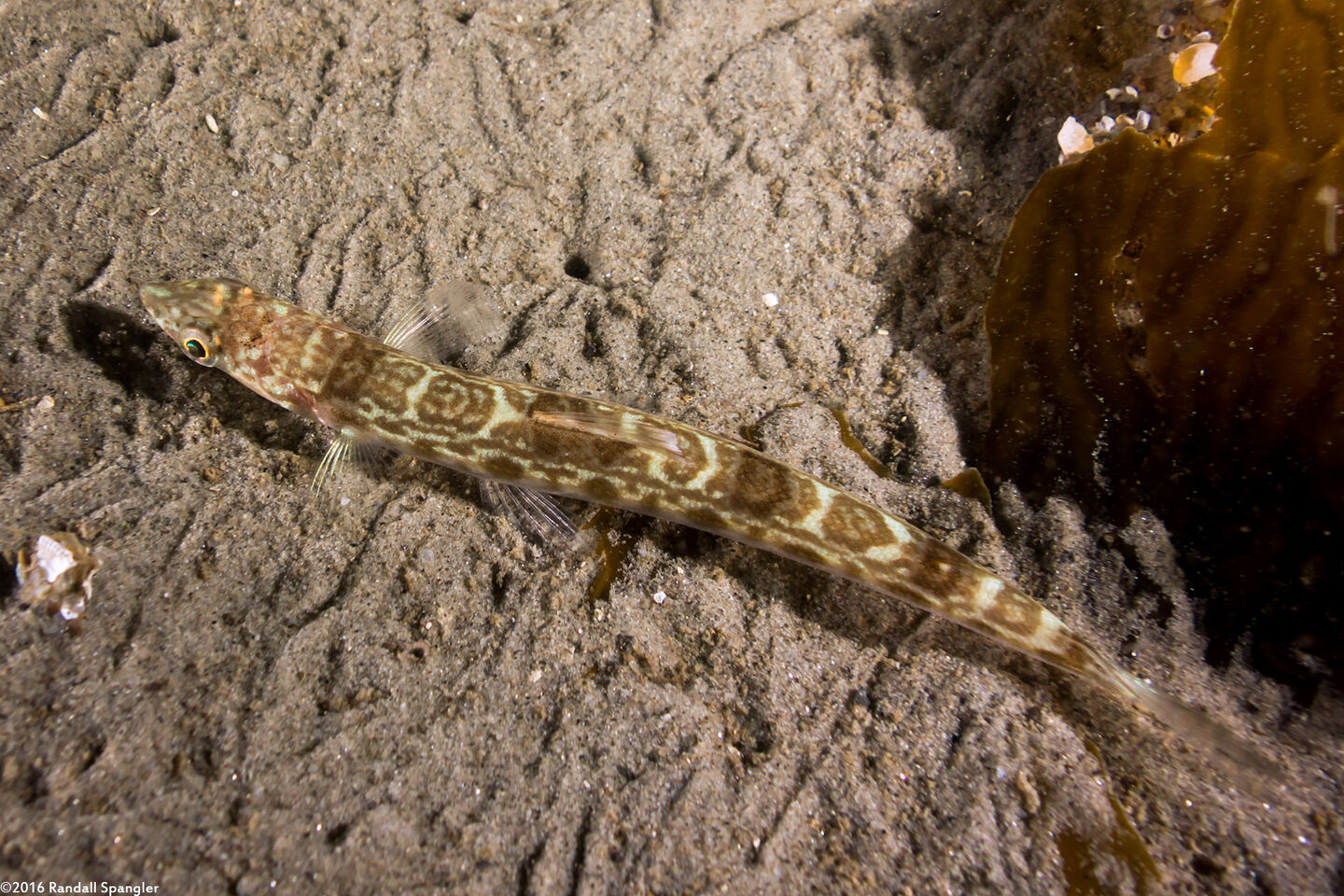 Synodus lucioceps (California Lizardfish)