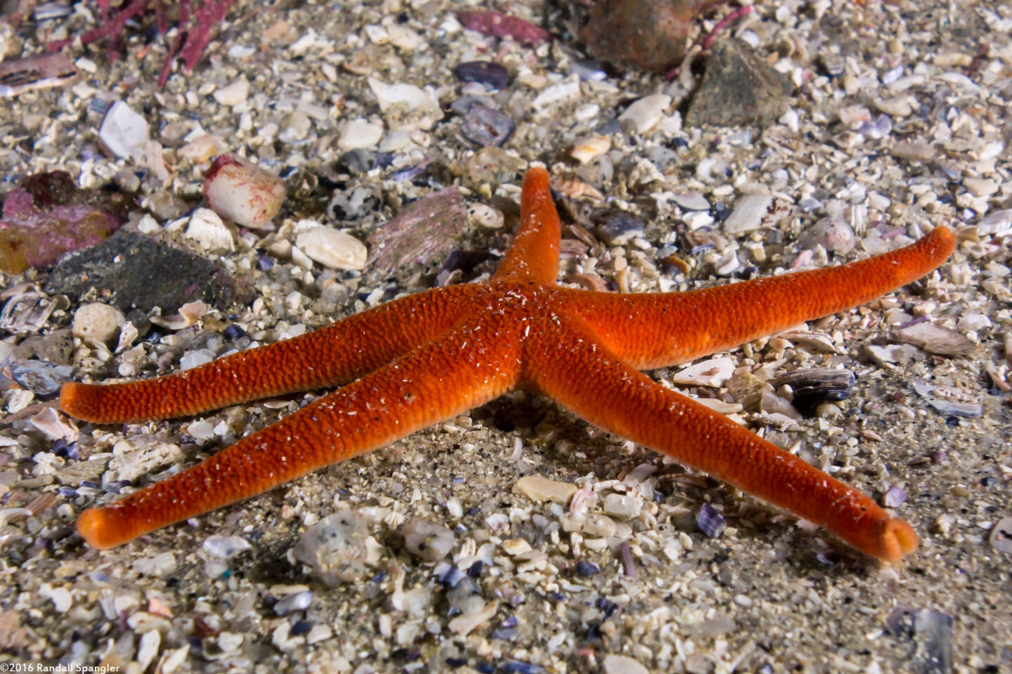 Henricia leviuscula (Blood Star)
