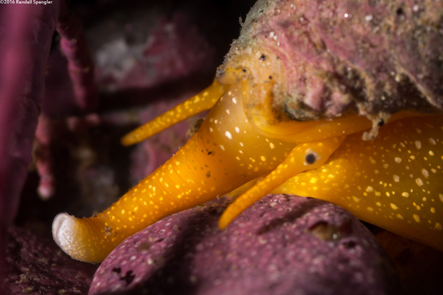 Megasurcula carpenteriana (Carpenter's Turrid)