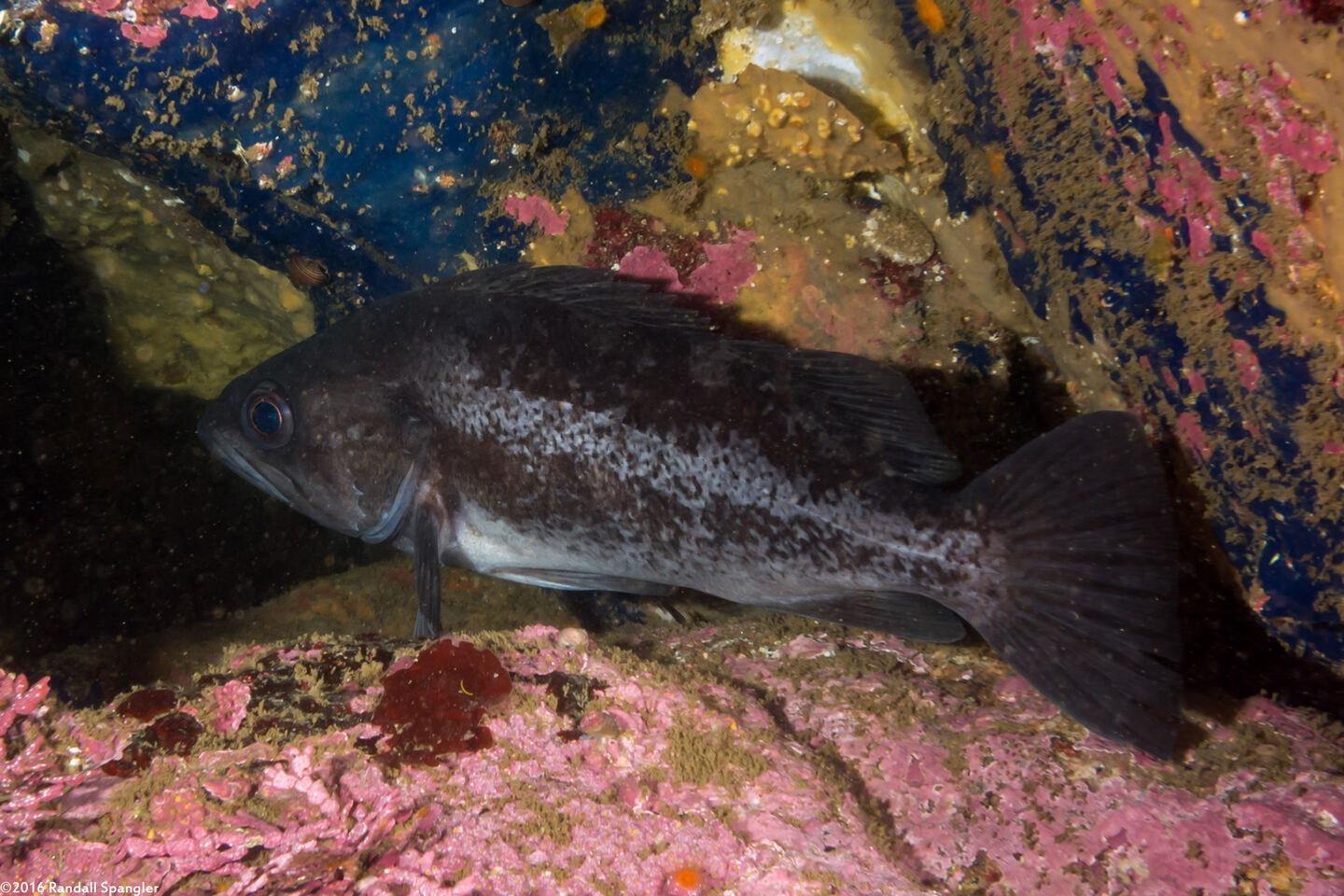 Sebastes melanops (Black Rockfish)