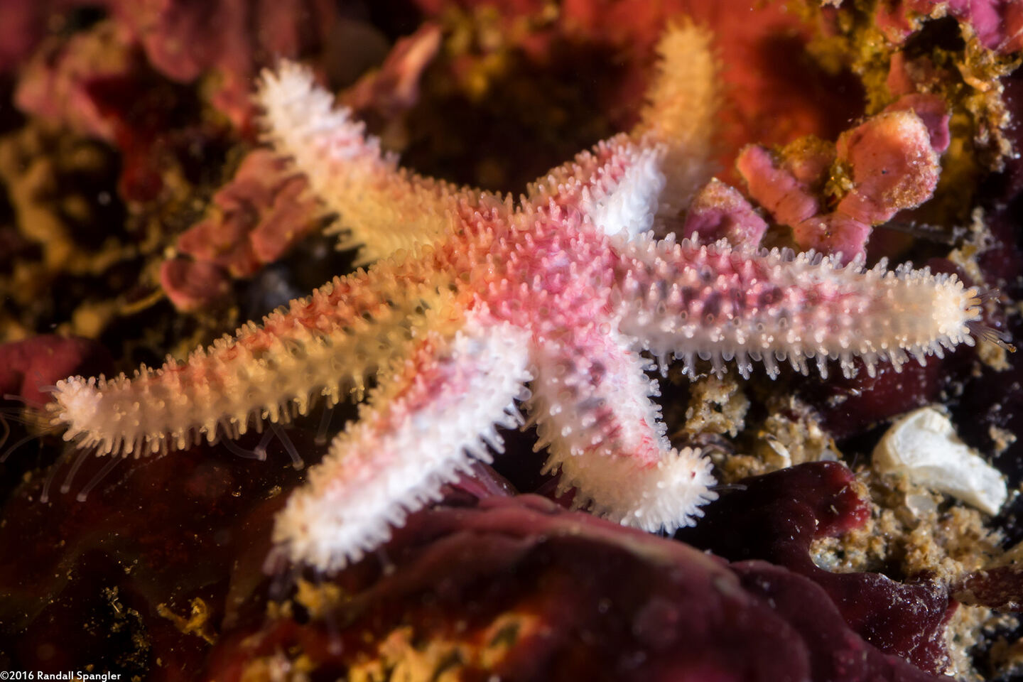 Leptasterias hexactis (Six-Arm Star)