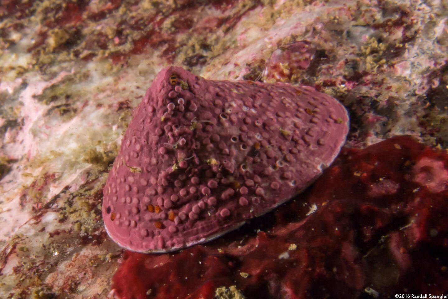 Acmaea mitra (Whitecap Limpet)