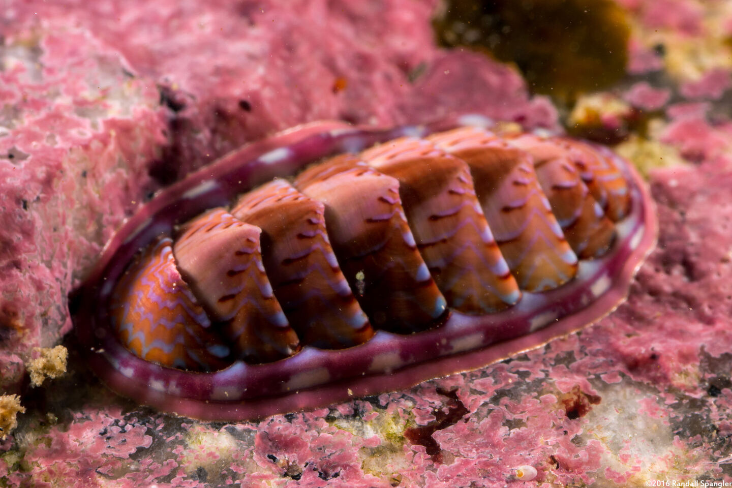 Tonicella lineata (Blue Lined Chiton)