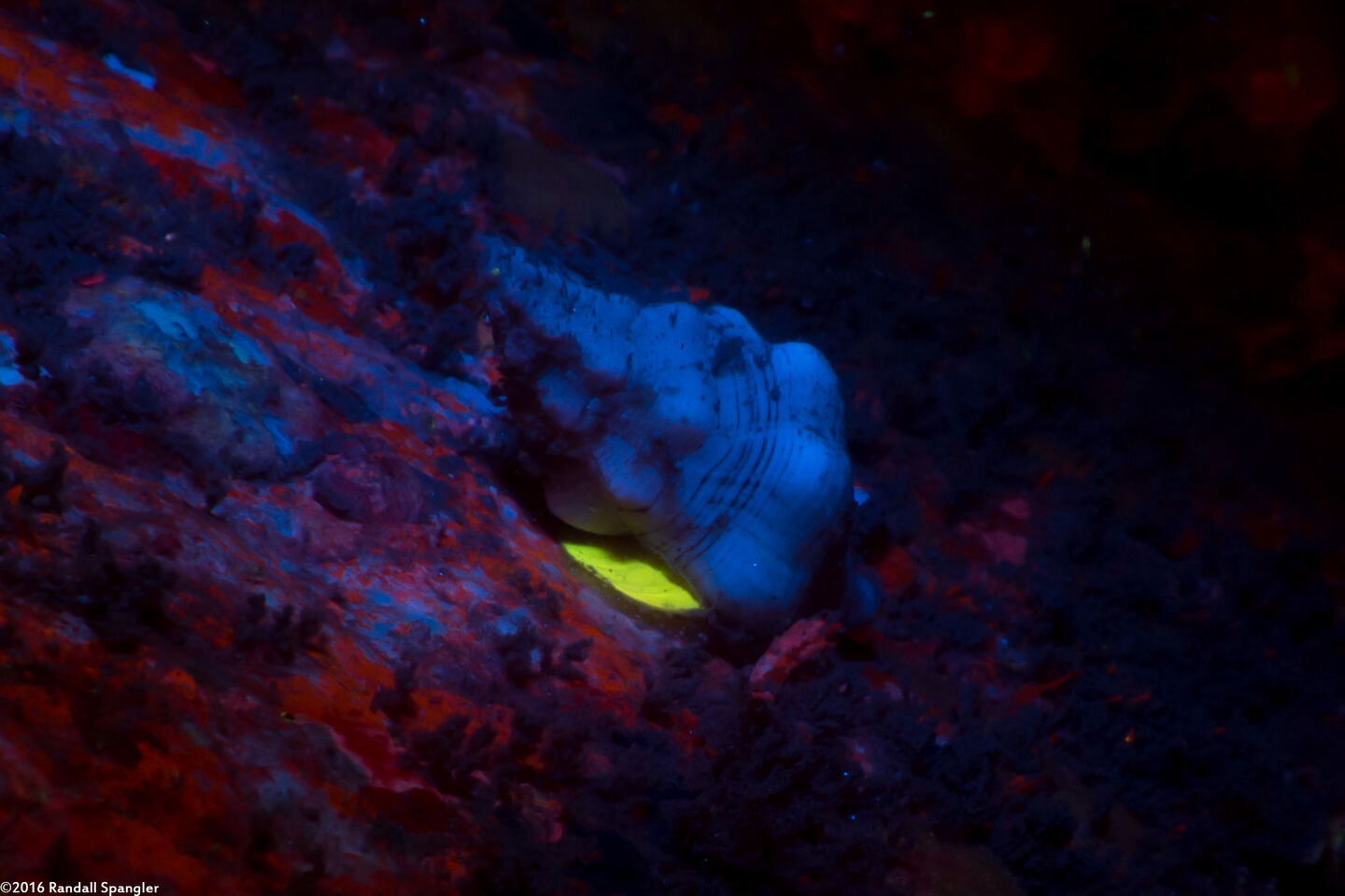 Kelletia kelletii (Kellet's Whelk)