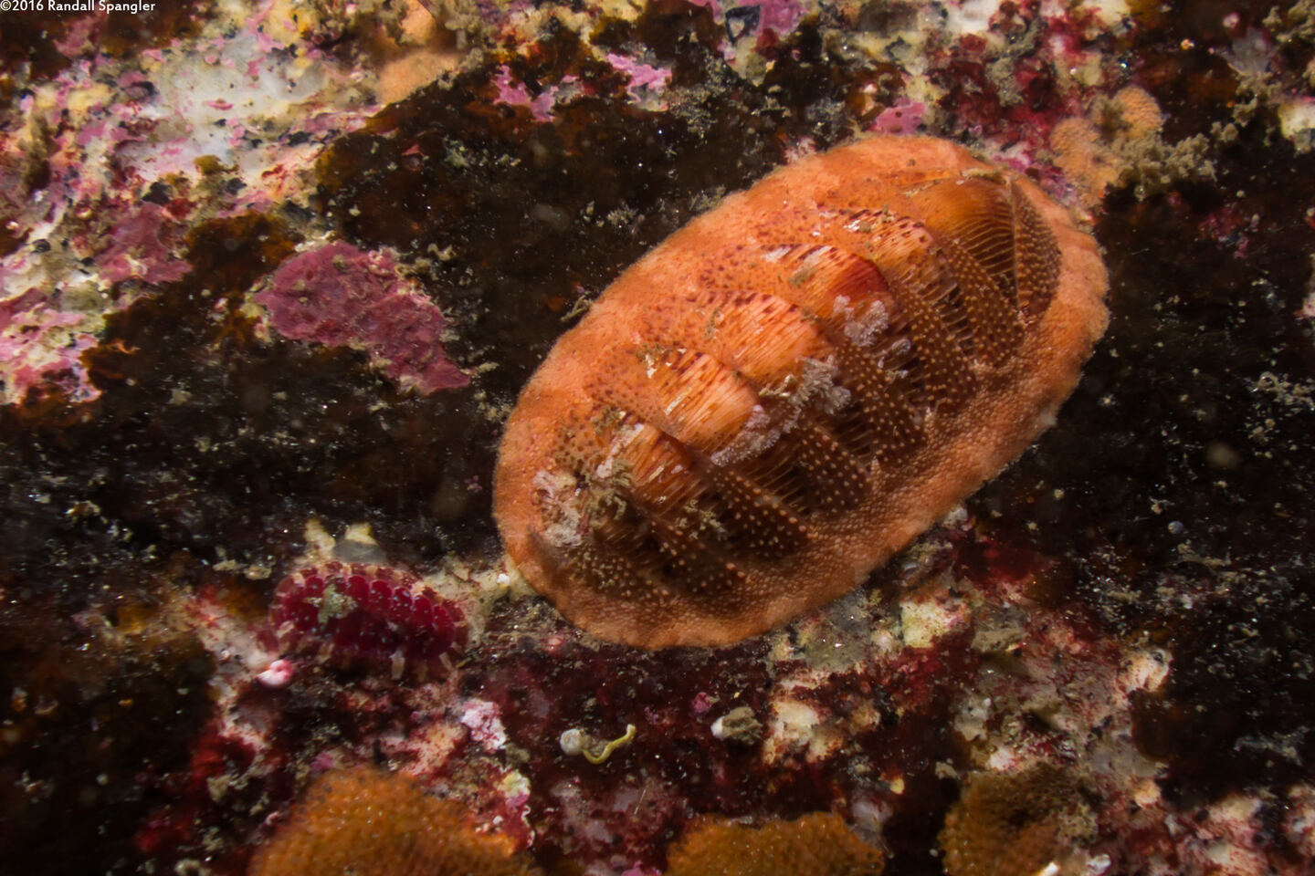 Lepidozona mertensii (Merten's Chiton)