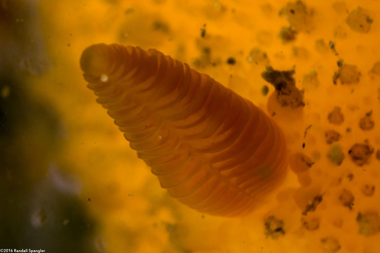Doris montereyensis (Monterey Dorid); Close-up of rhinophore