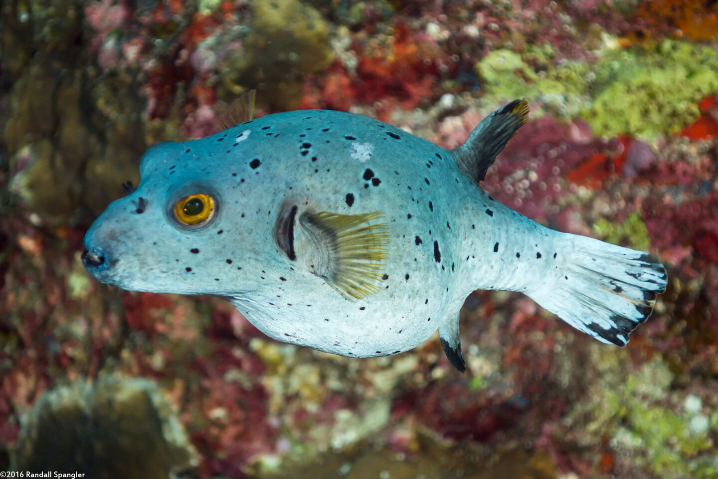 Arothron nigropunctatus (Blackspotted Puffer)