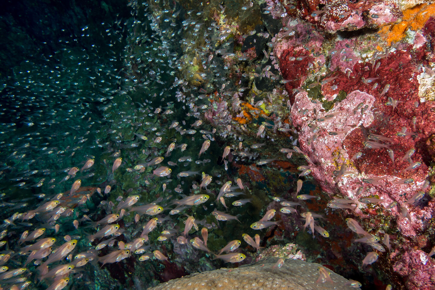 Parapriacanthus ransonneti (Golden Sweeper)