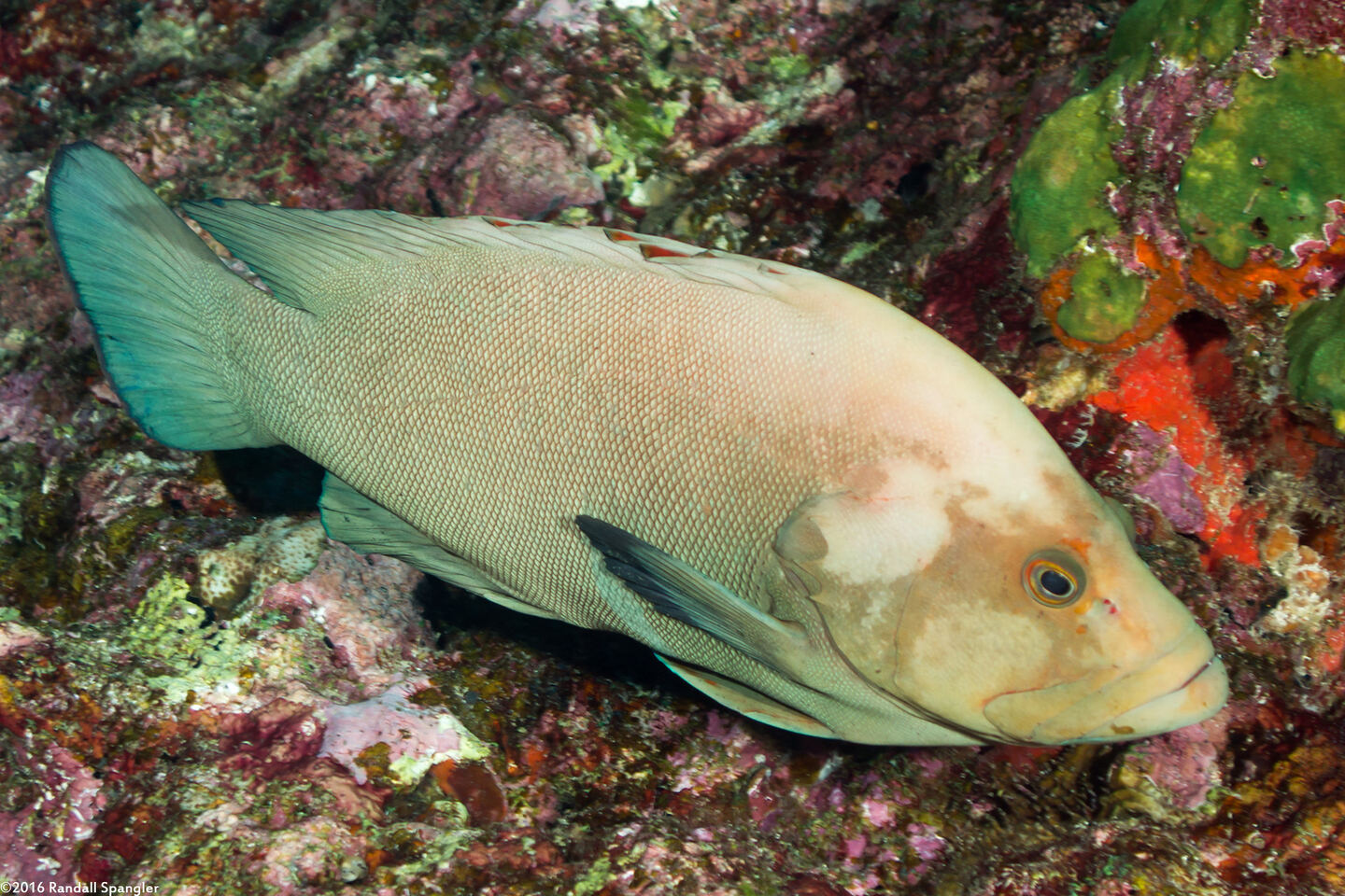 Aethaloperca rogaa (Redmouth Grouper)