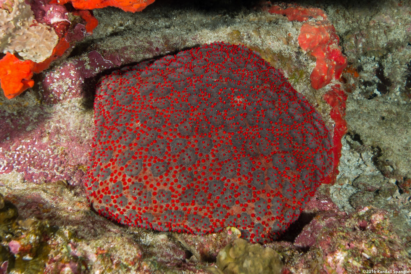 Culcita schmideliana (Spiny Cushion Star)