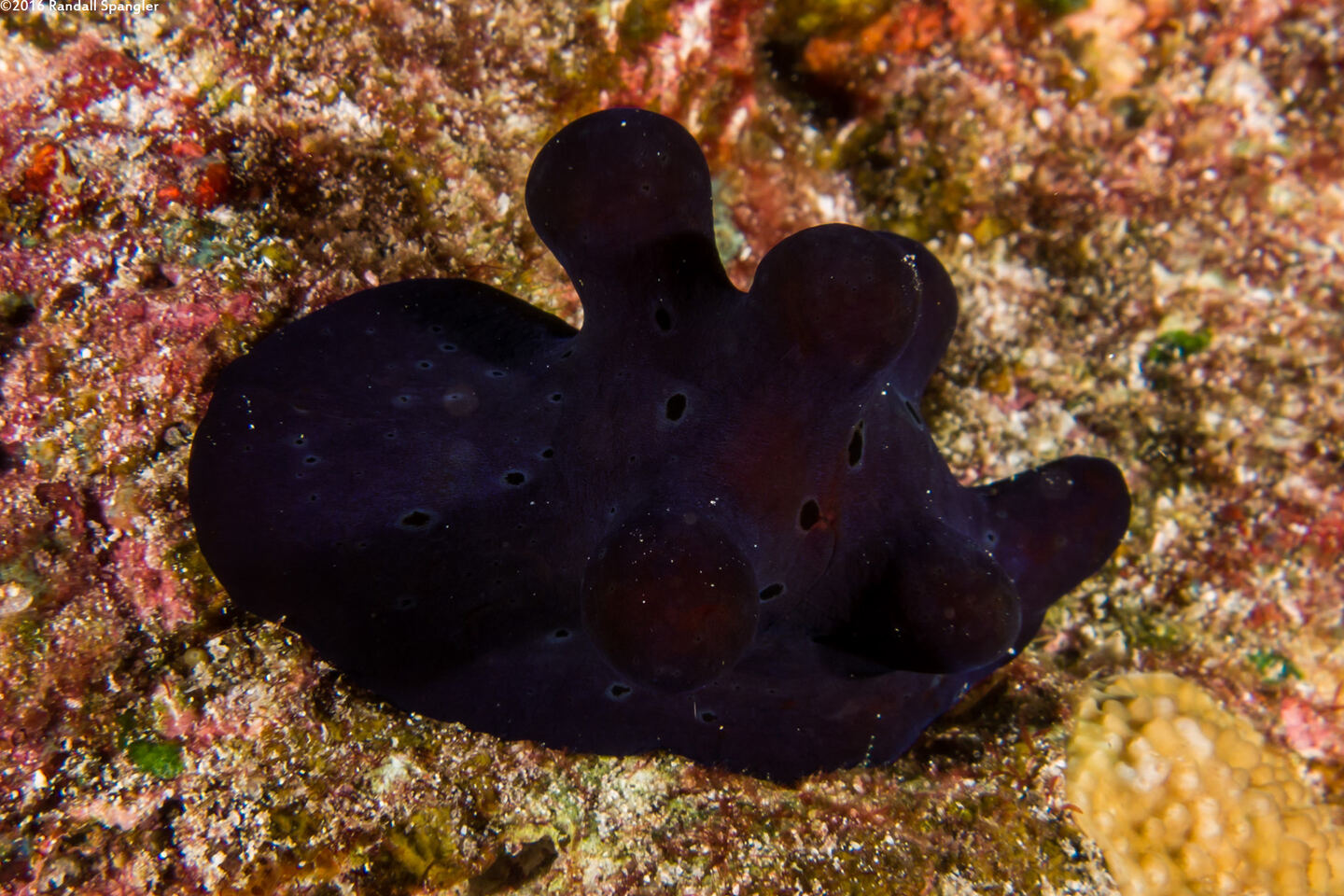 Coriocella hibyae (Velvet Snail)