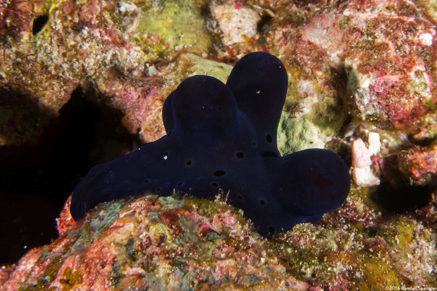 Coriocella hibyae (Velvet Snail)