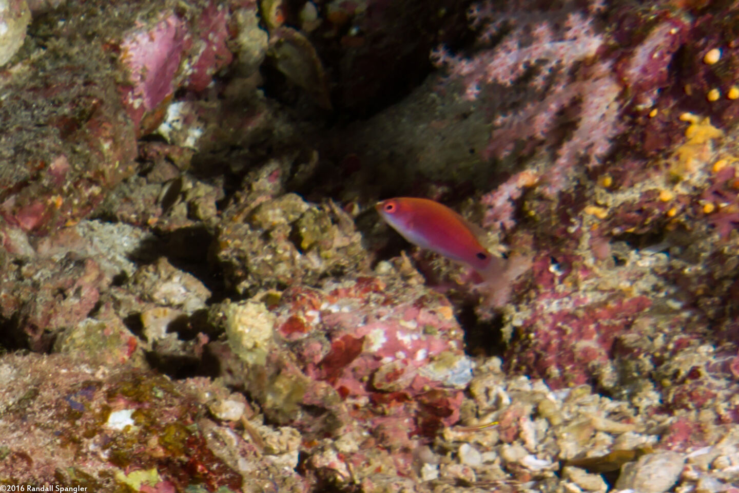 Cirrhilabrus exquisitus (Exquisite Fairy Wrasse)