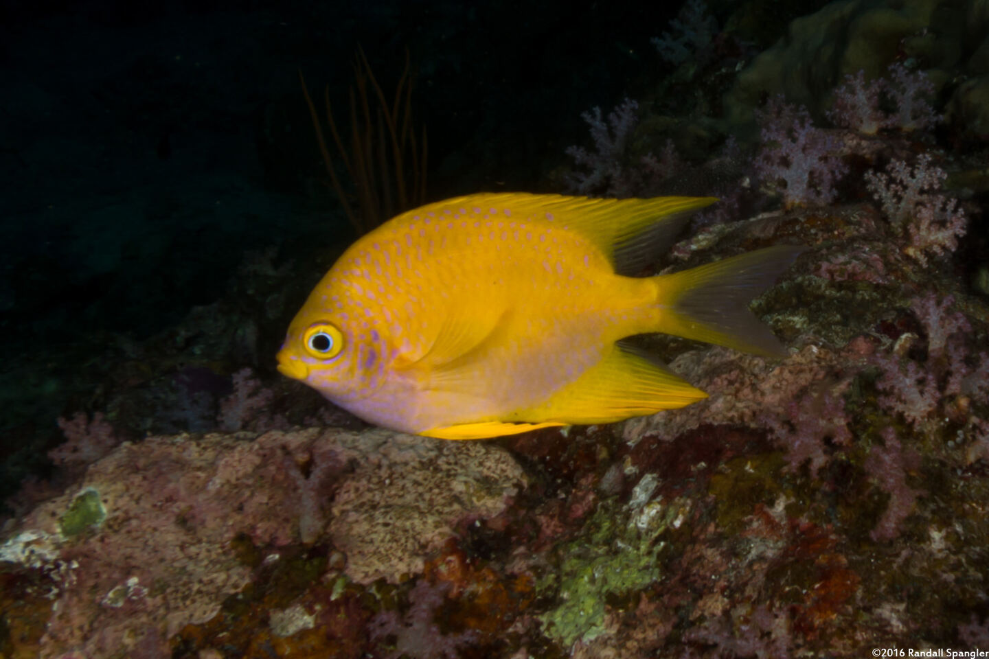 Amblyglyphidodon aureus (Golden Damsel)