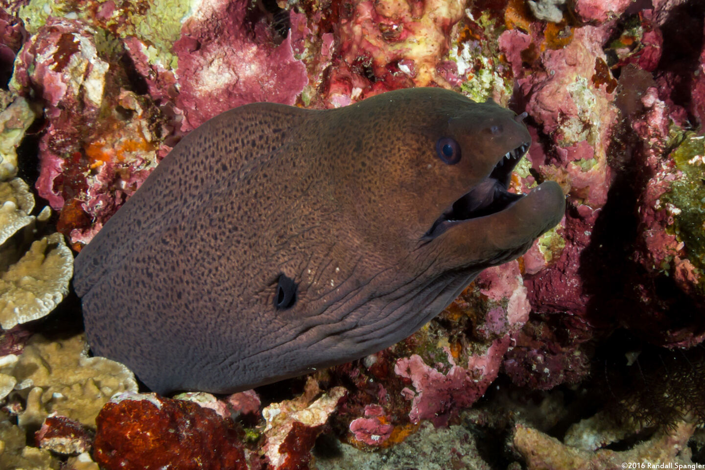 Gymnothorax javanicus (Giant Moray)