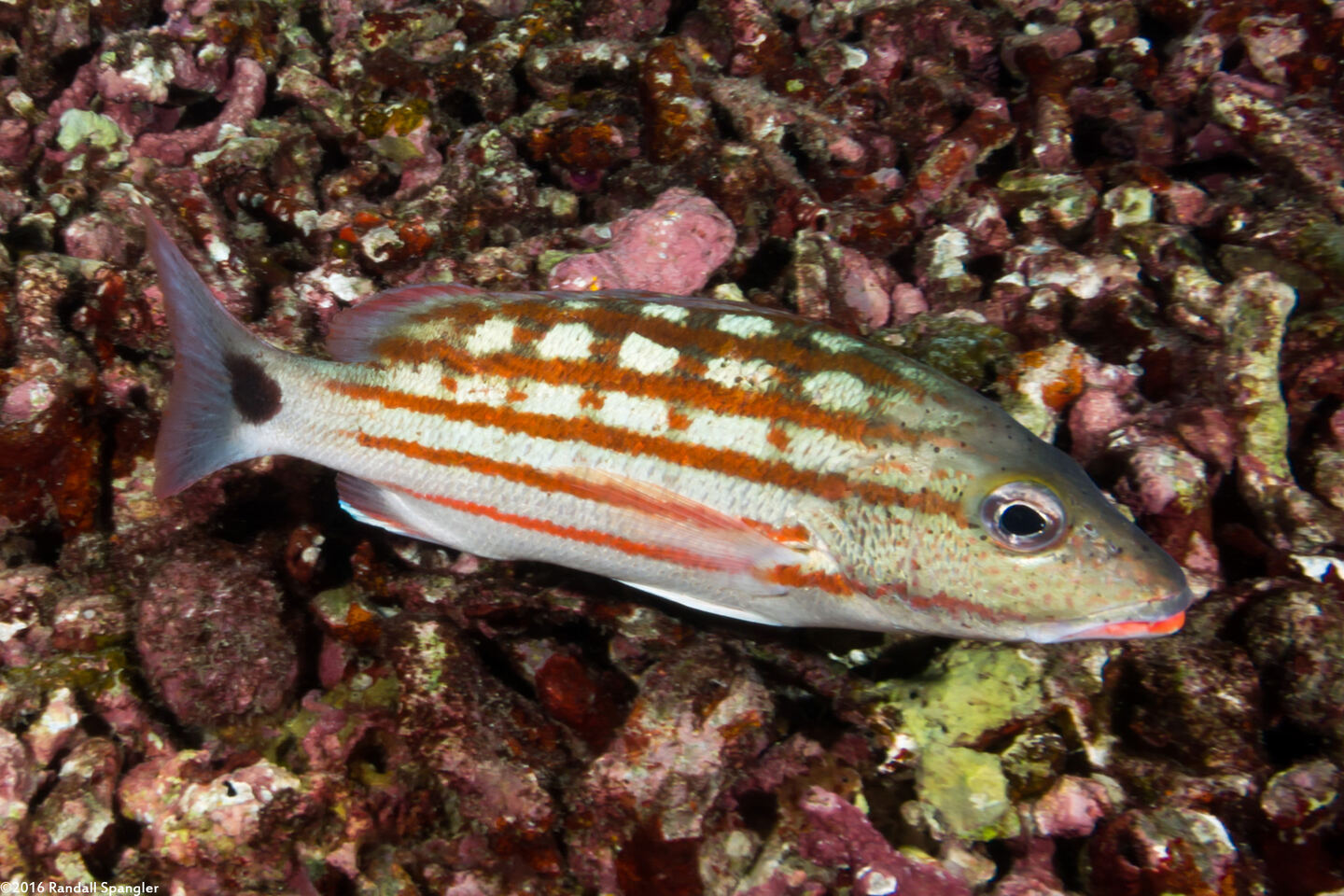 Lutjanus decussatus (Checkered Snapper)