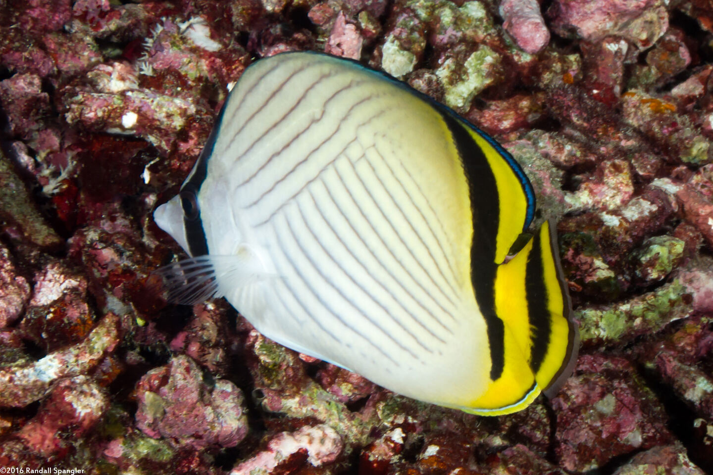 Chaetodon vagabundus (Vagabond Butterflyfish)