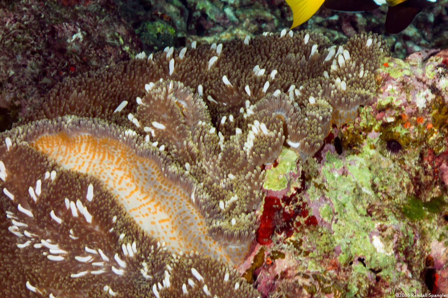 Stichodactyla mertensii (Merten's Carpet Anemone)