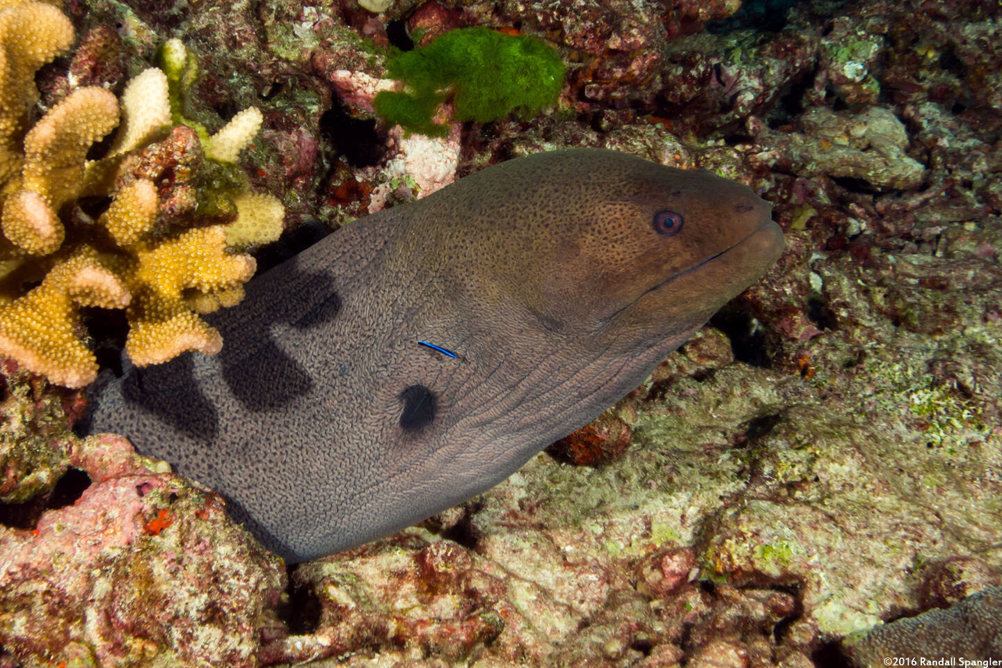 Gymnothorax javanicus (Giant Moray)