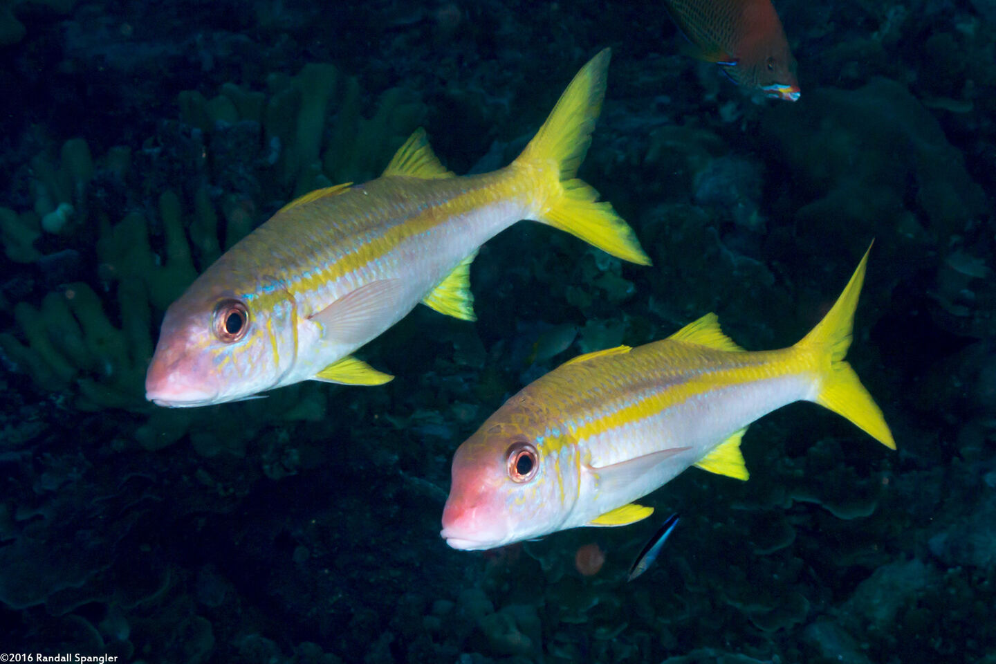 Mulloidichthys vanicolensis (Yellowfin Goatfish)