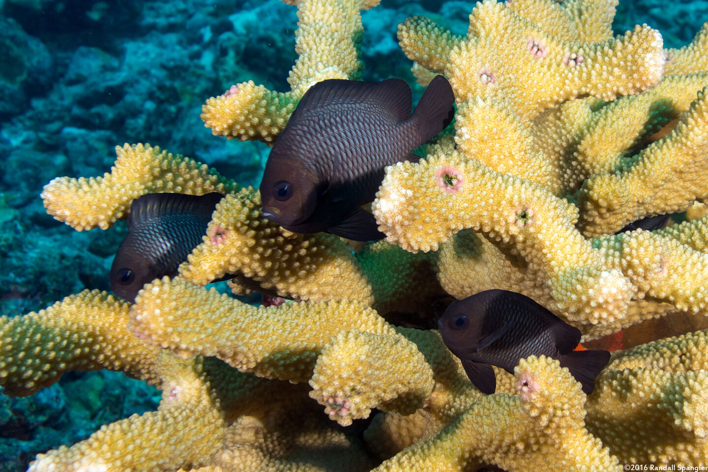 Dascyllus trimaculatus (Threespot Dascyllus)