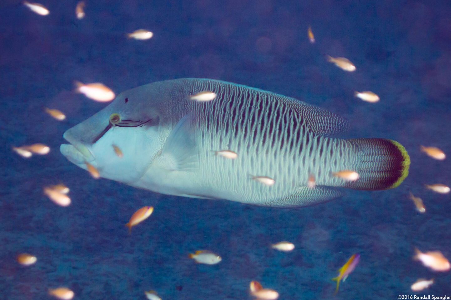 Cheilinus undulatus (Humphead Wrasse)