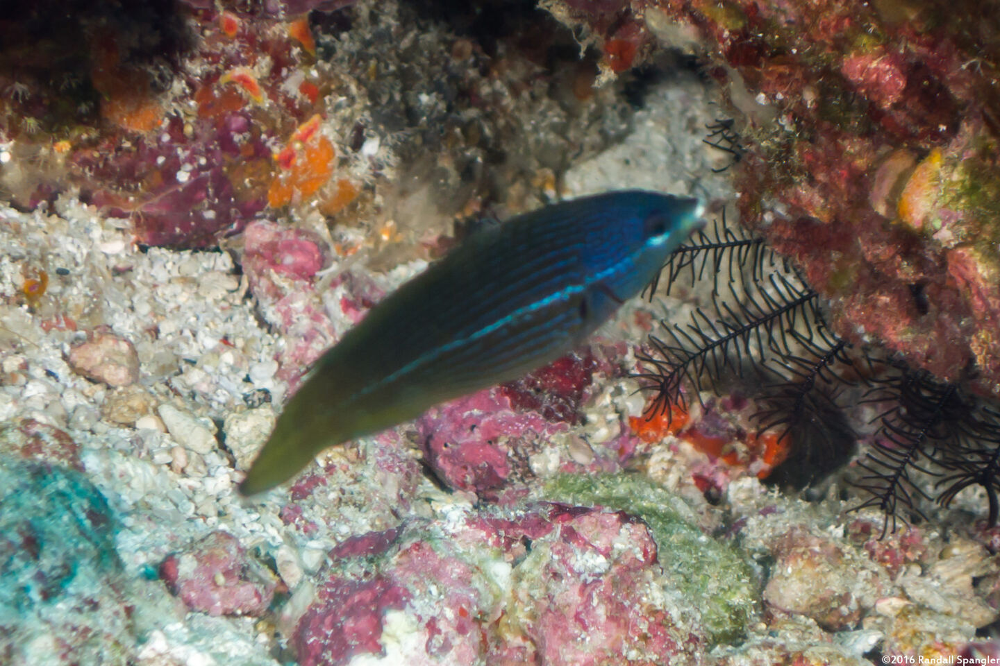 Labrichthys unilineatus (Tubelip Wrasse)