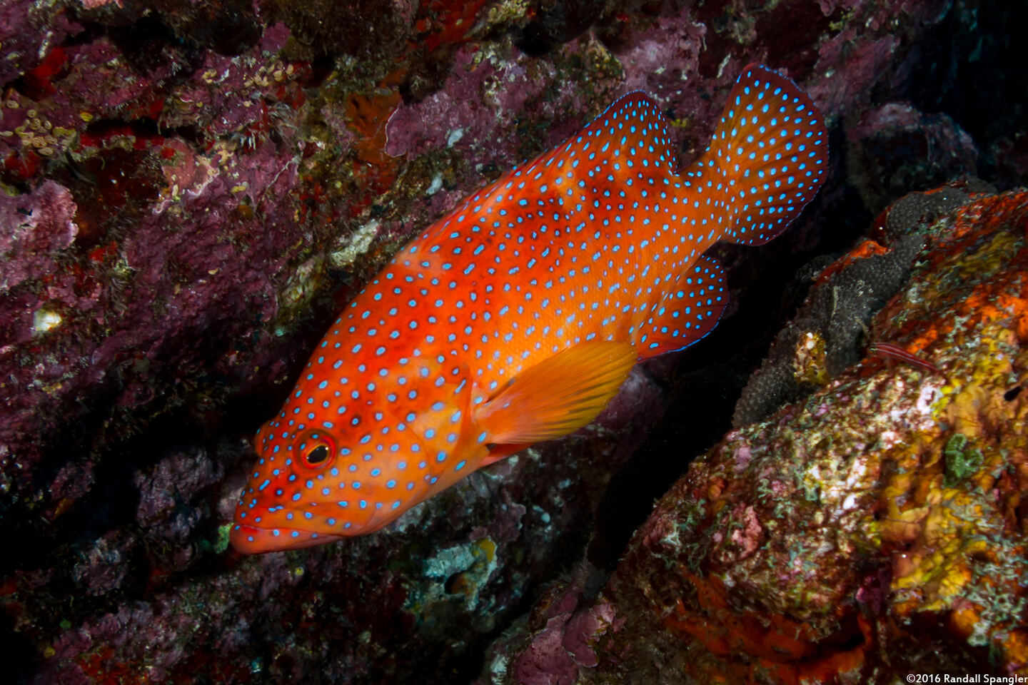 Cephalopholis miniata (Coral Grouper)