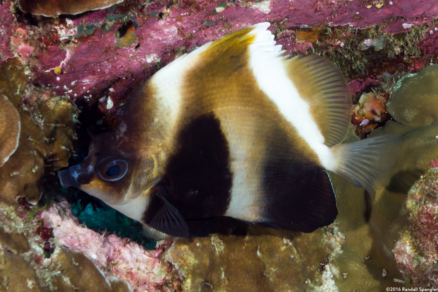 Heniochus pleurotaenia (Phantom Butterflyfish)