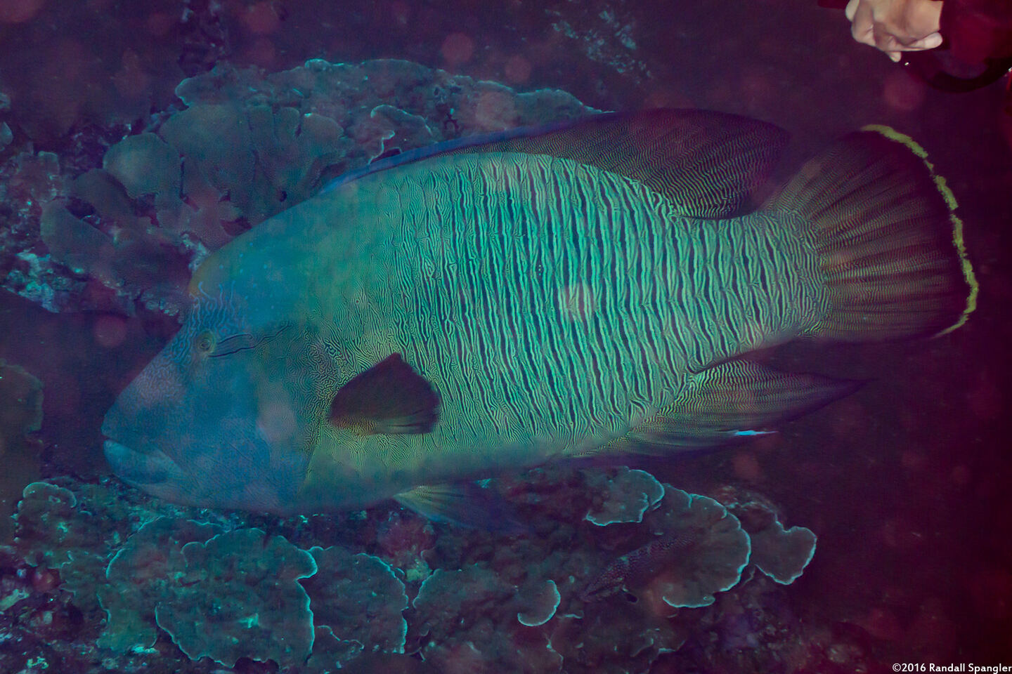 Cheilinus undulatus (Humphead Wrasse)