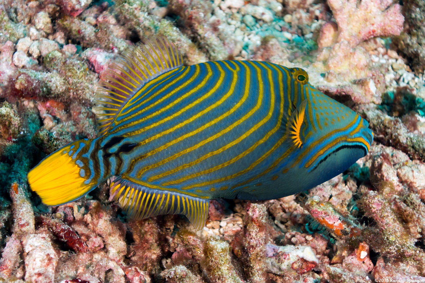Balistapus undulatus (Orange-Lined Triggerfish)