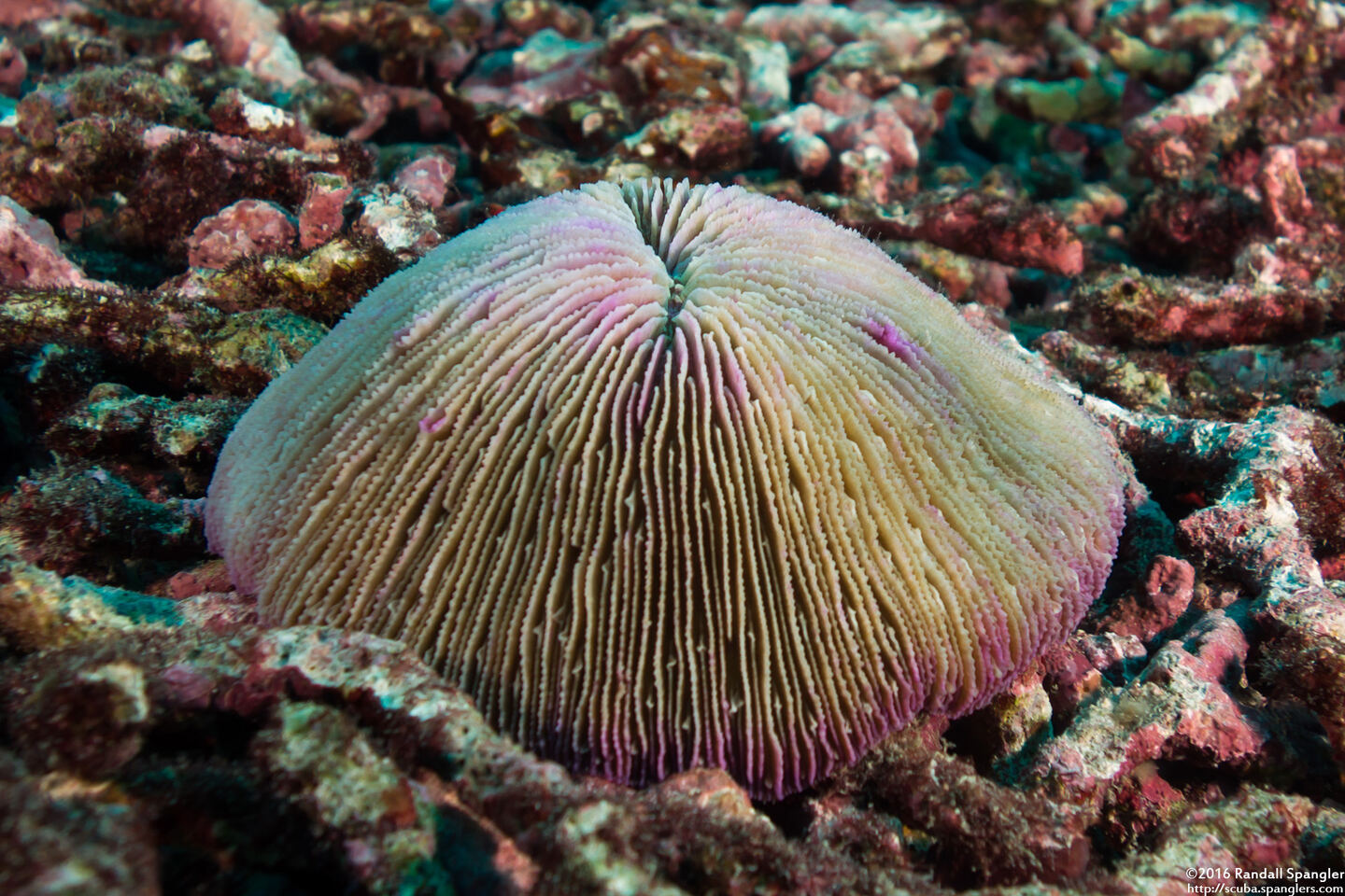 Fungia fungites (Common Mushroom Coral)
