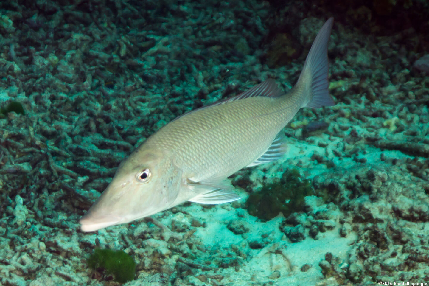 Lethrinus olivaceus (Longface Emperor)