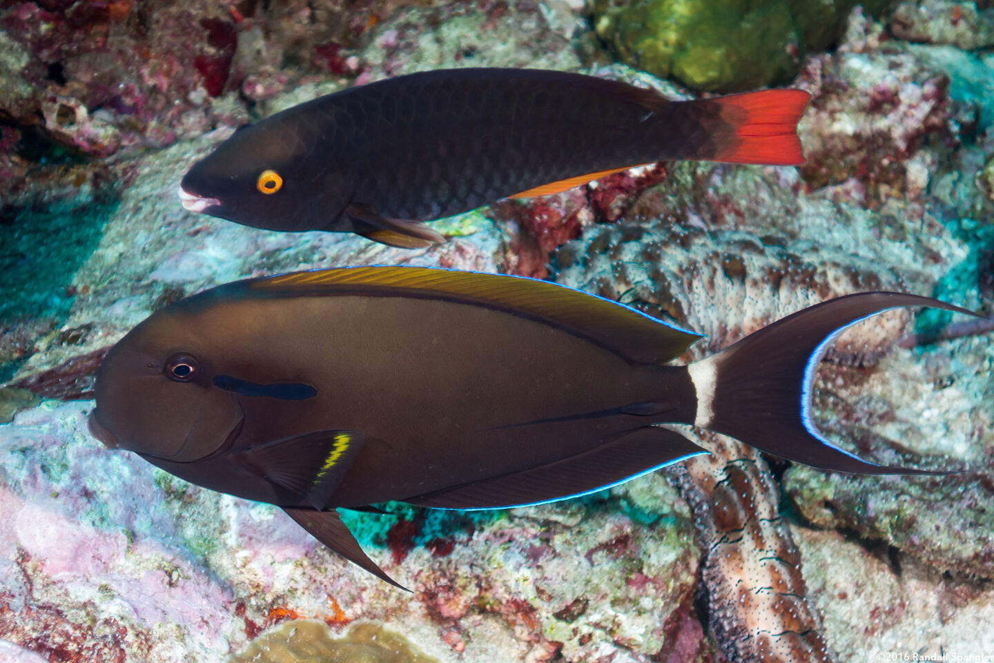Acanthurus nigricauda (Blackstreak Surgeonfish)