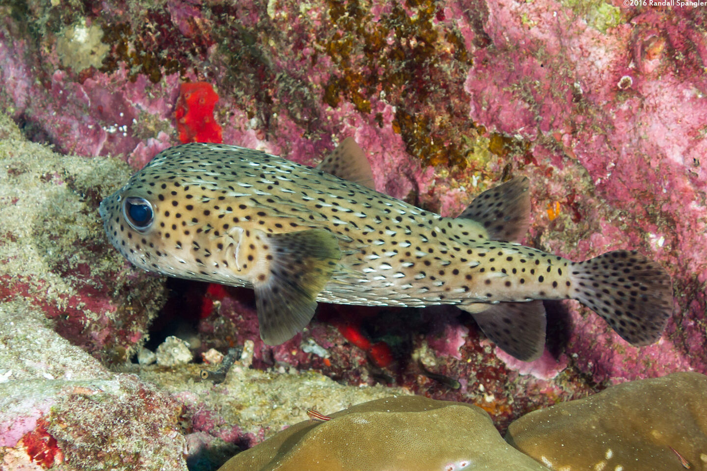 Diodon hystrix (Porcupinefish)