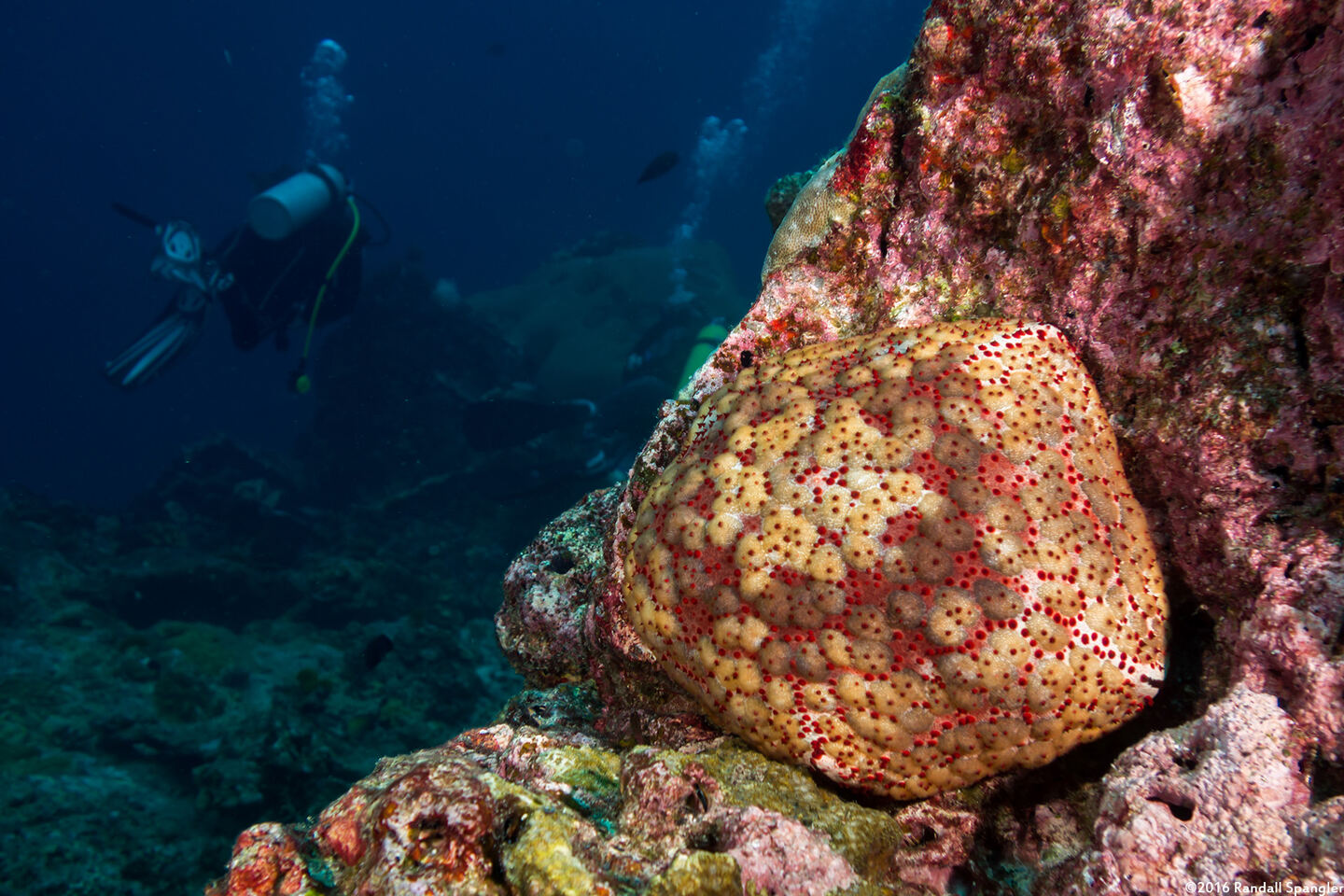 Culcita schmideliana (Spiny Cushion Star)