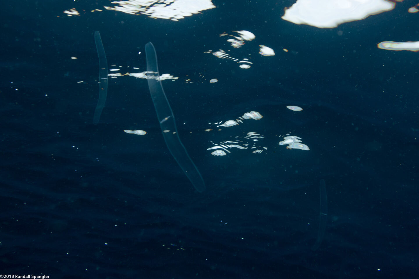 Cestum veneris (Venus's Girdle)