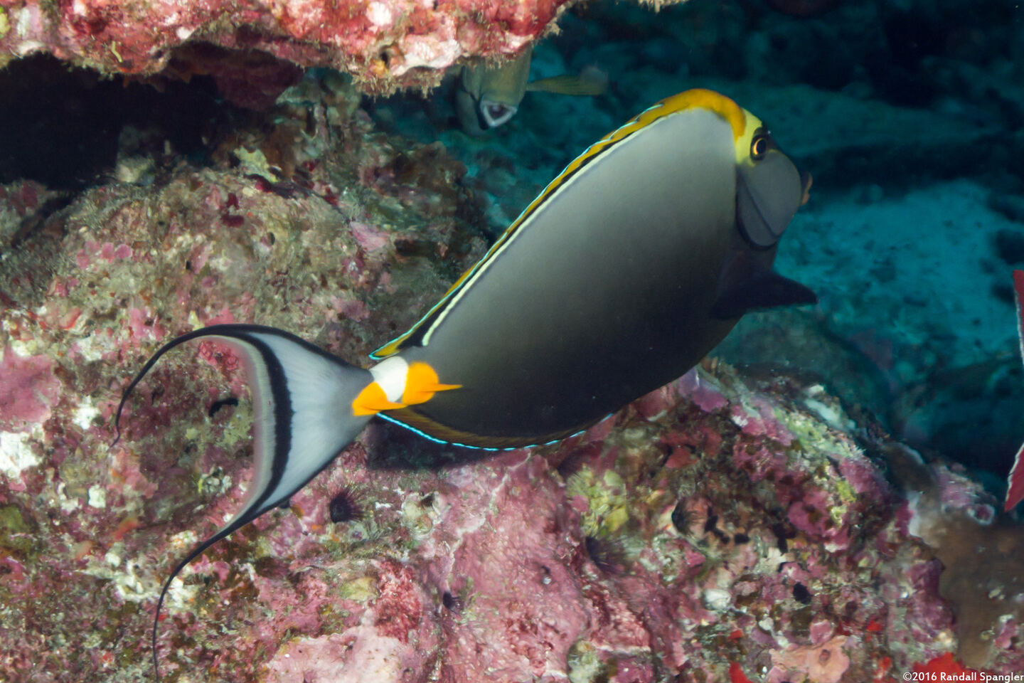 Naso elegans (Elegant Unicornfish)