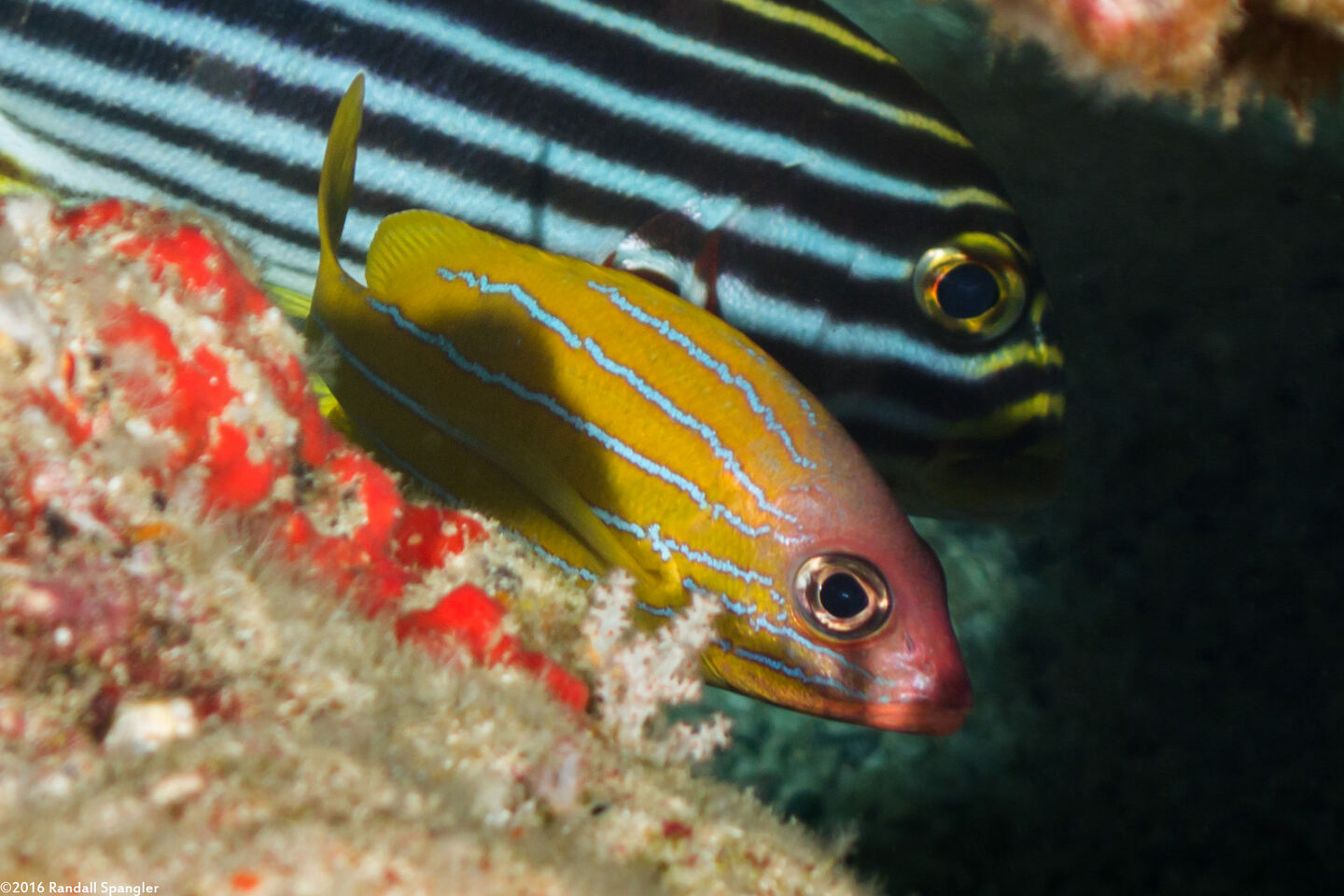 Lutjanus quinquelineatus (Five-Lined Snapper)