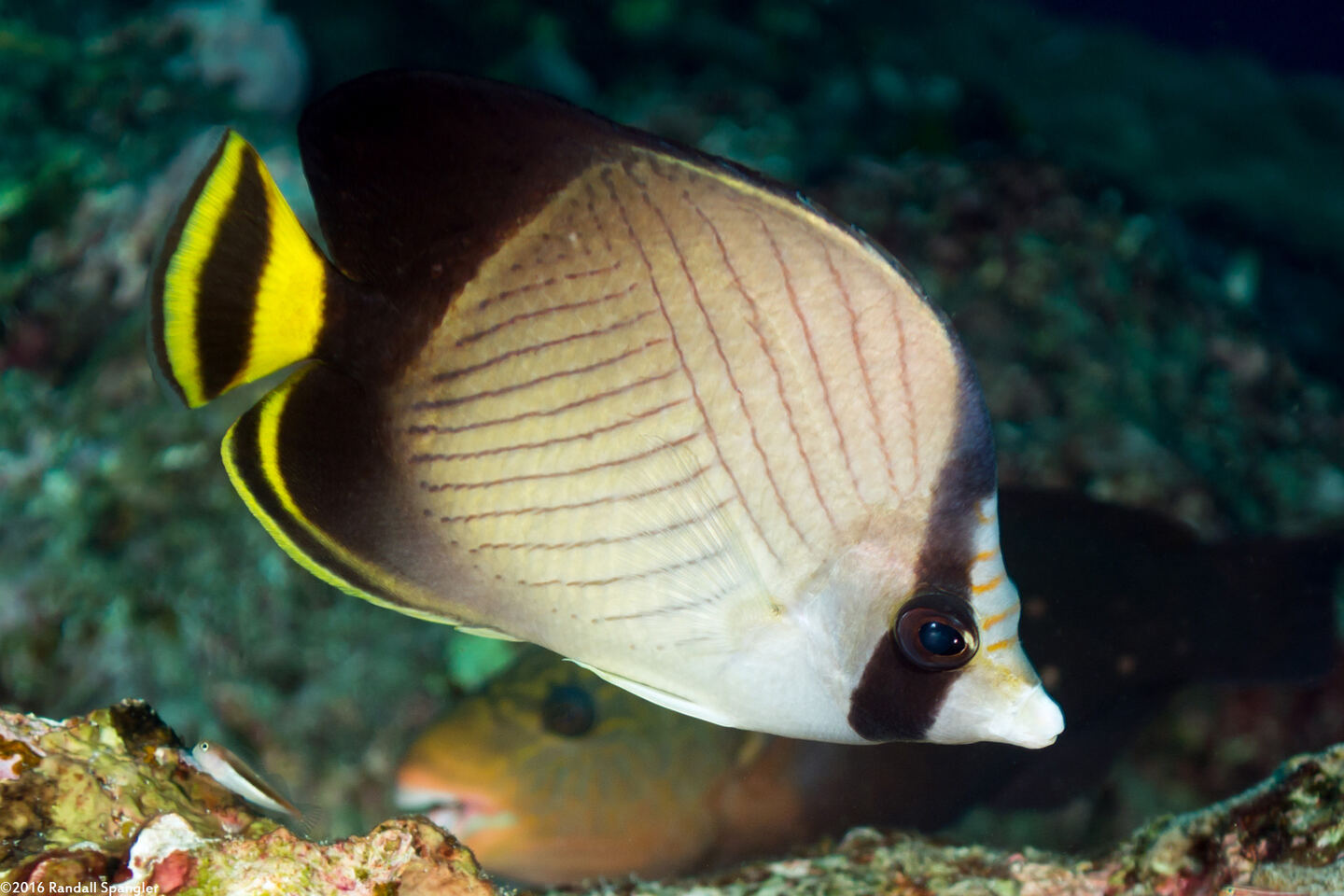 Chaetodon decussatus (Indian Vagabond Butterflyfish)