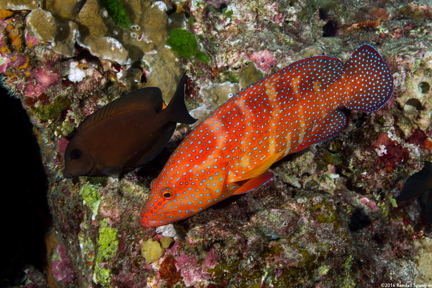 Cephalopholis miniata (Coral Grouper)