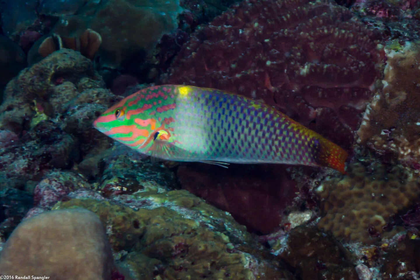 Halichoeres hortulanus (Checkerboard Wrasse)