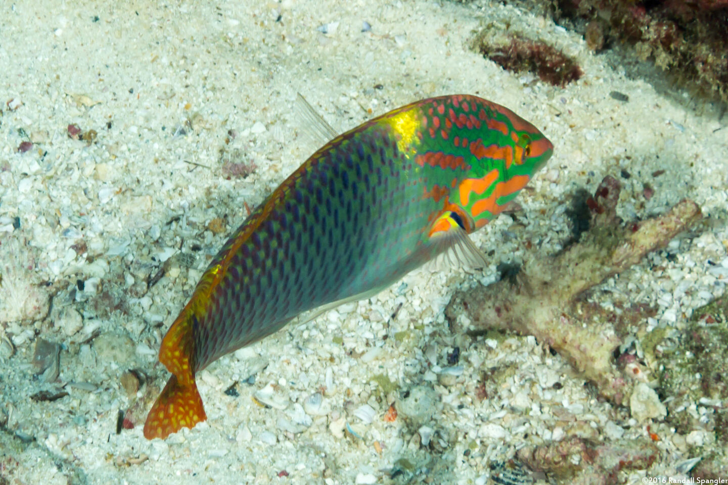 Halichoeres hortulanus (Checkerboard Wrasse)