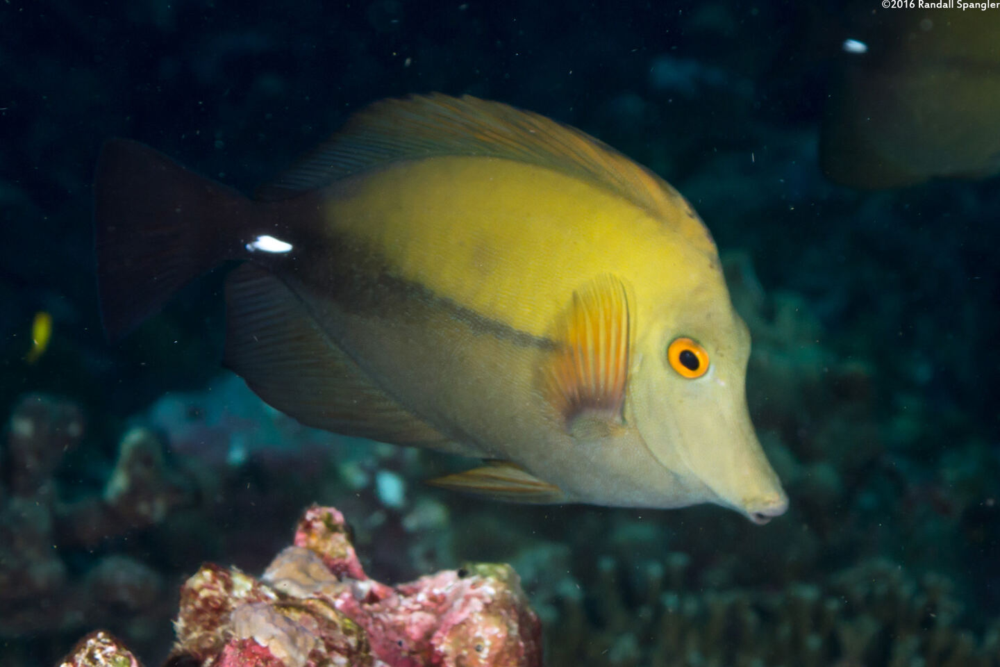 Zebrasoma scopas (Brushtail Tang)