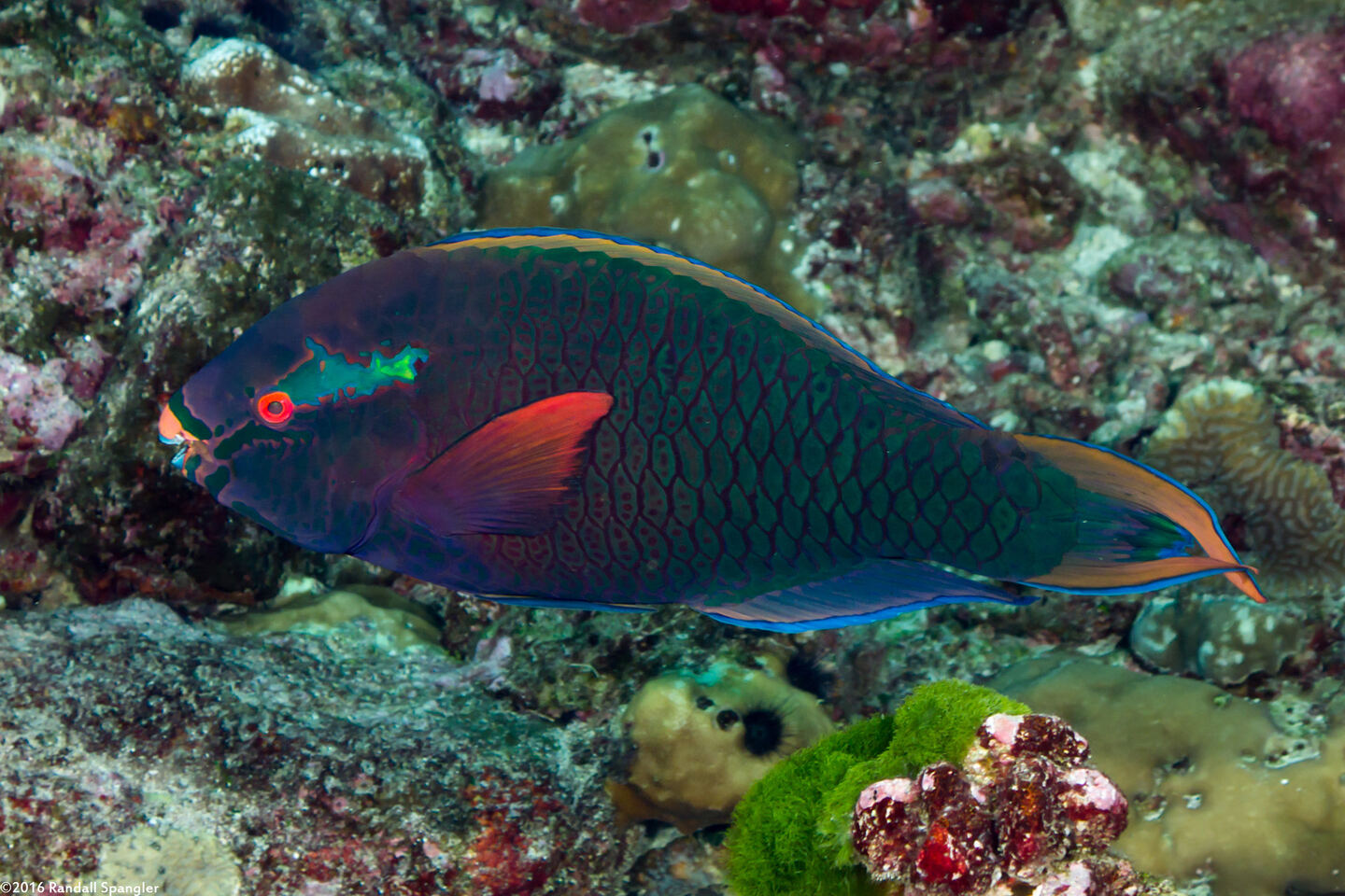 Scarus niger (Dusky Parrotfish)