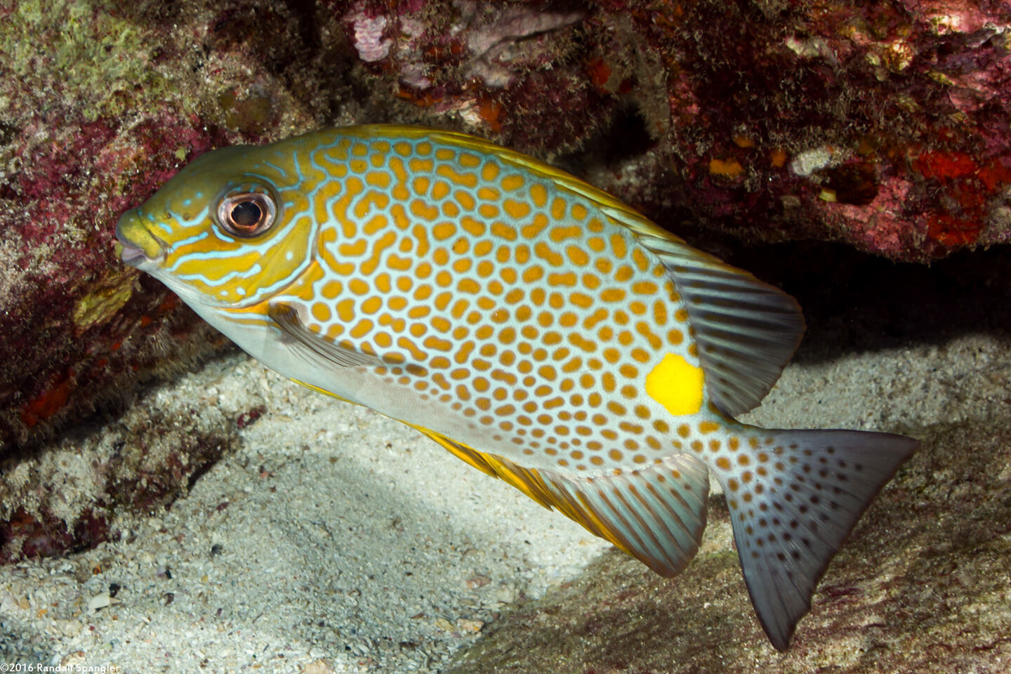 Siganus guttatus (Golden Rabbitfish)