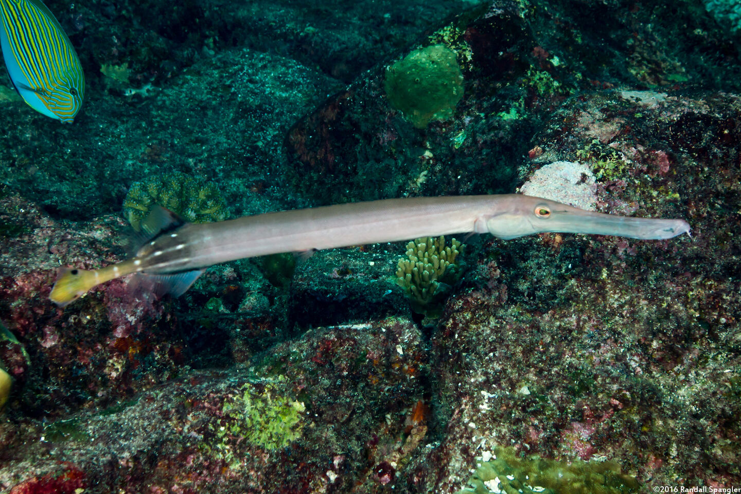 Aulostomus chinensis (Trumpetfish)