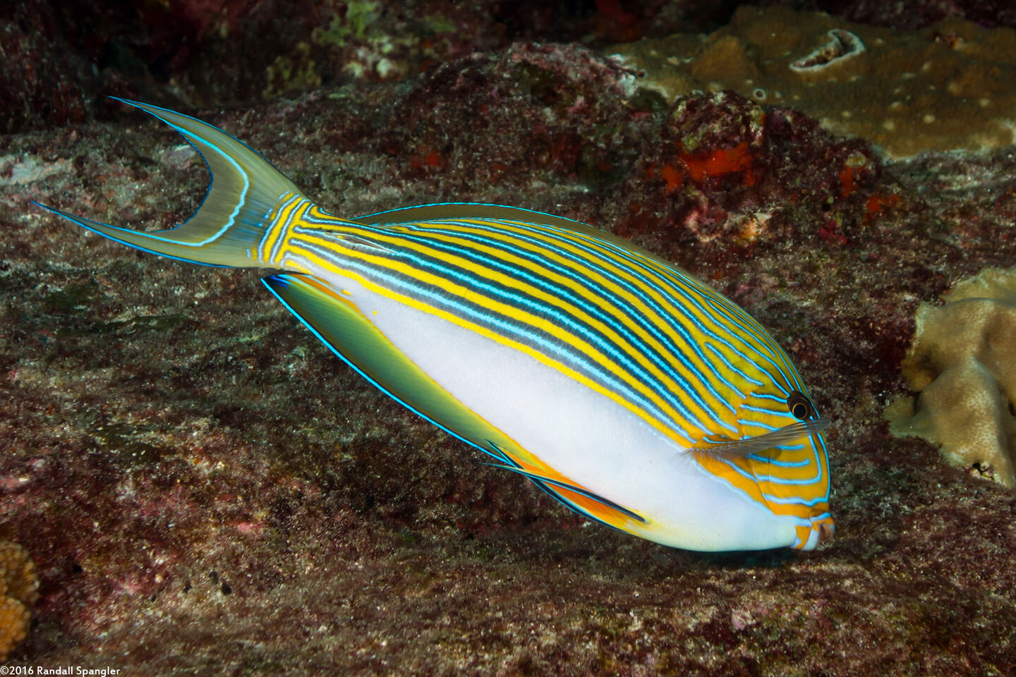 Acanthurus lineatus (Striped Surgeonfish)