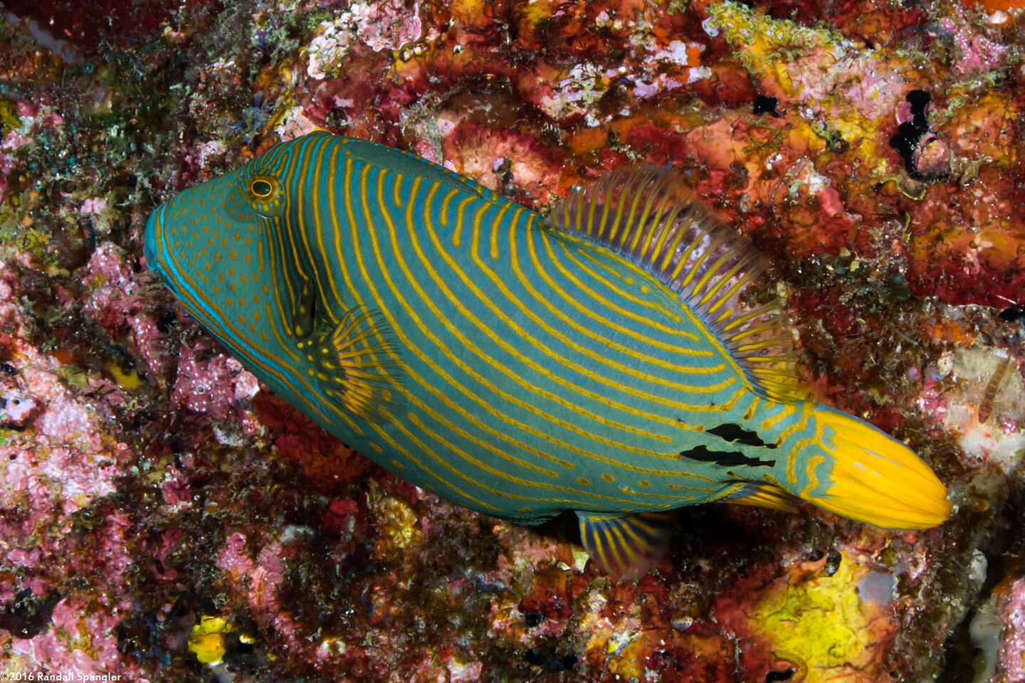 Balistapus undulatus (Orange-Lined Triggerfish)