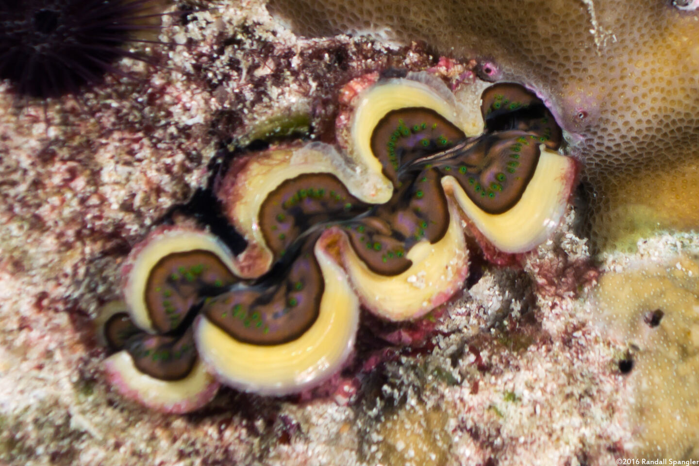 Tridacna crocea (Boring Giant Clam)